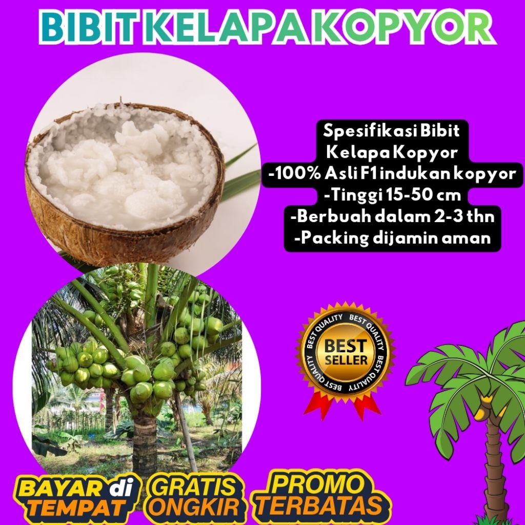 PROMO !! Bibit Kelapa Kopyor