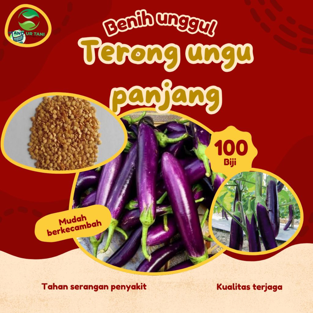 (100biji)benih.biji.terong.ungu.panjang.unggul