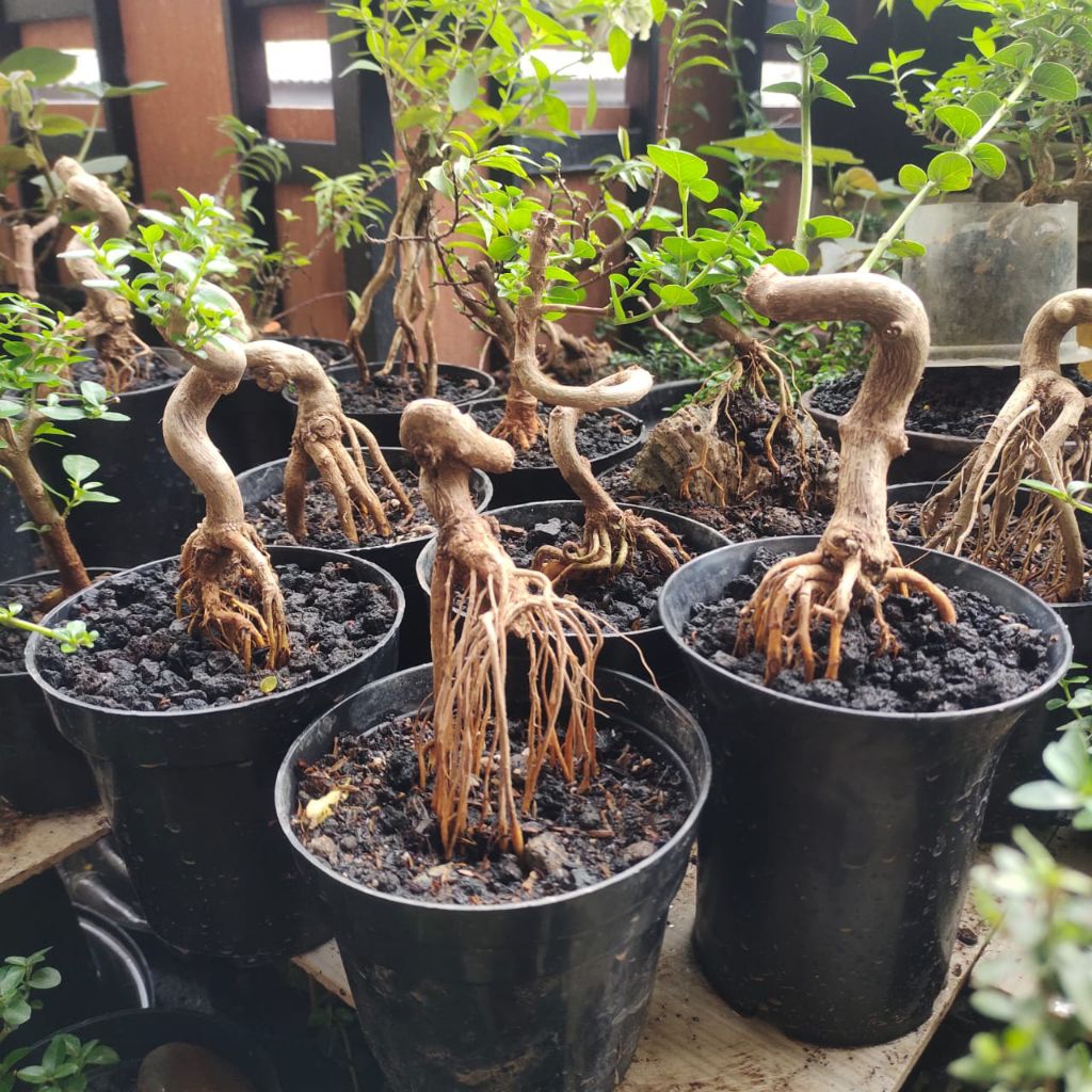 link live Pohon bonsai