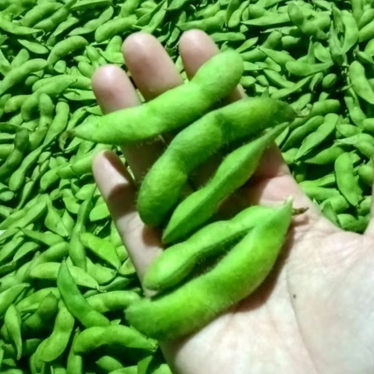 Edamame 1kilo Fresh