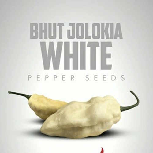 3 Biji Benih PEPPER White Ghost
