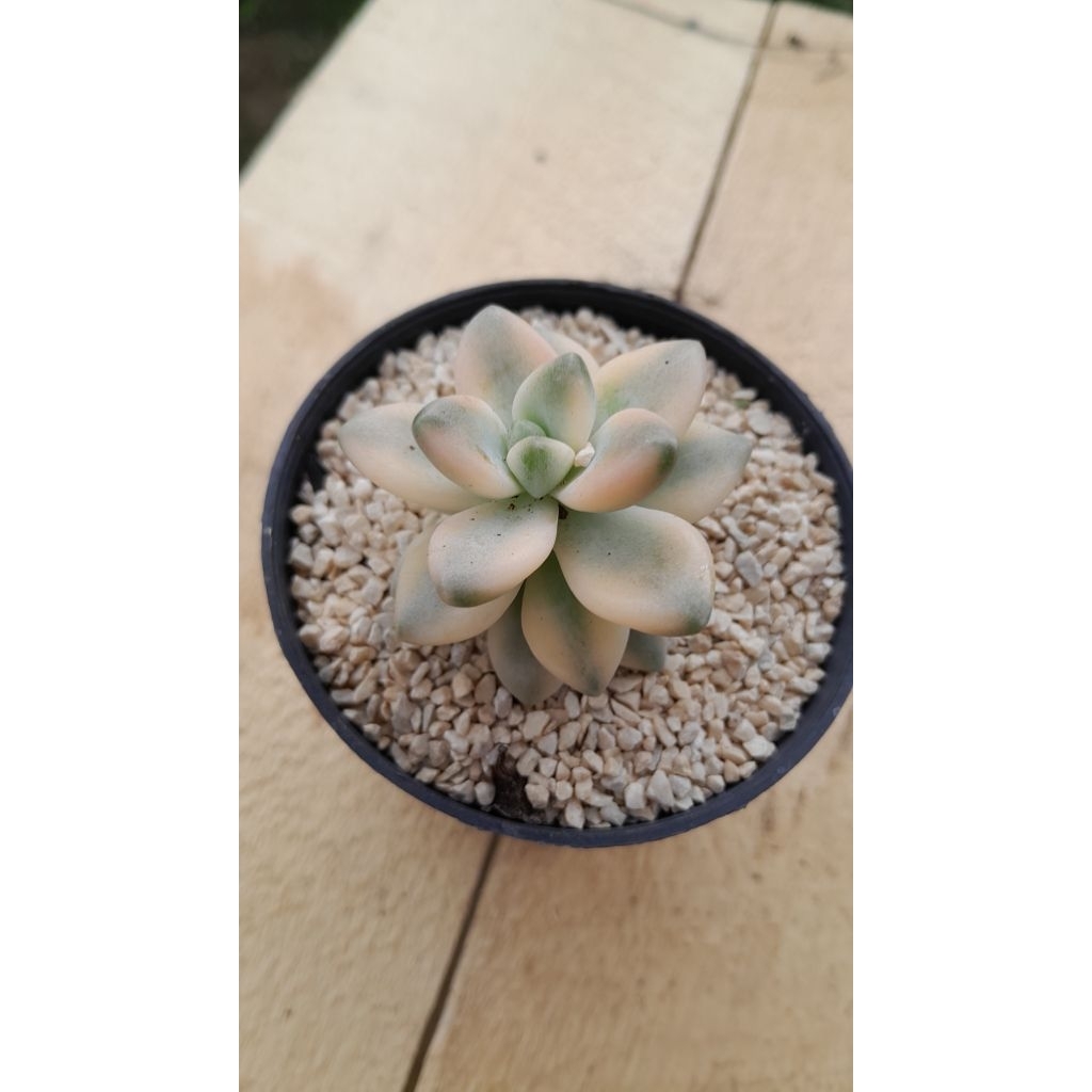Gravtoperia Tituban