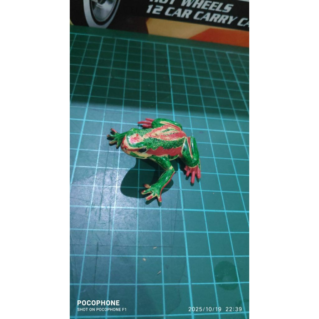 Epipedobates Tricolor Frog
