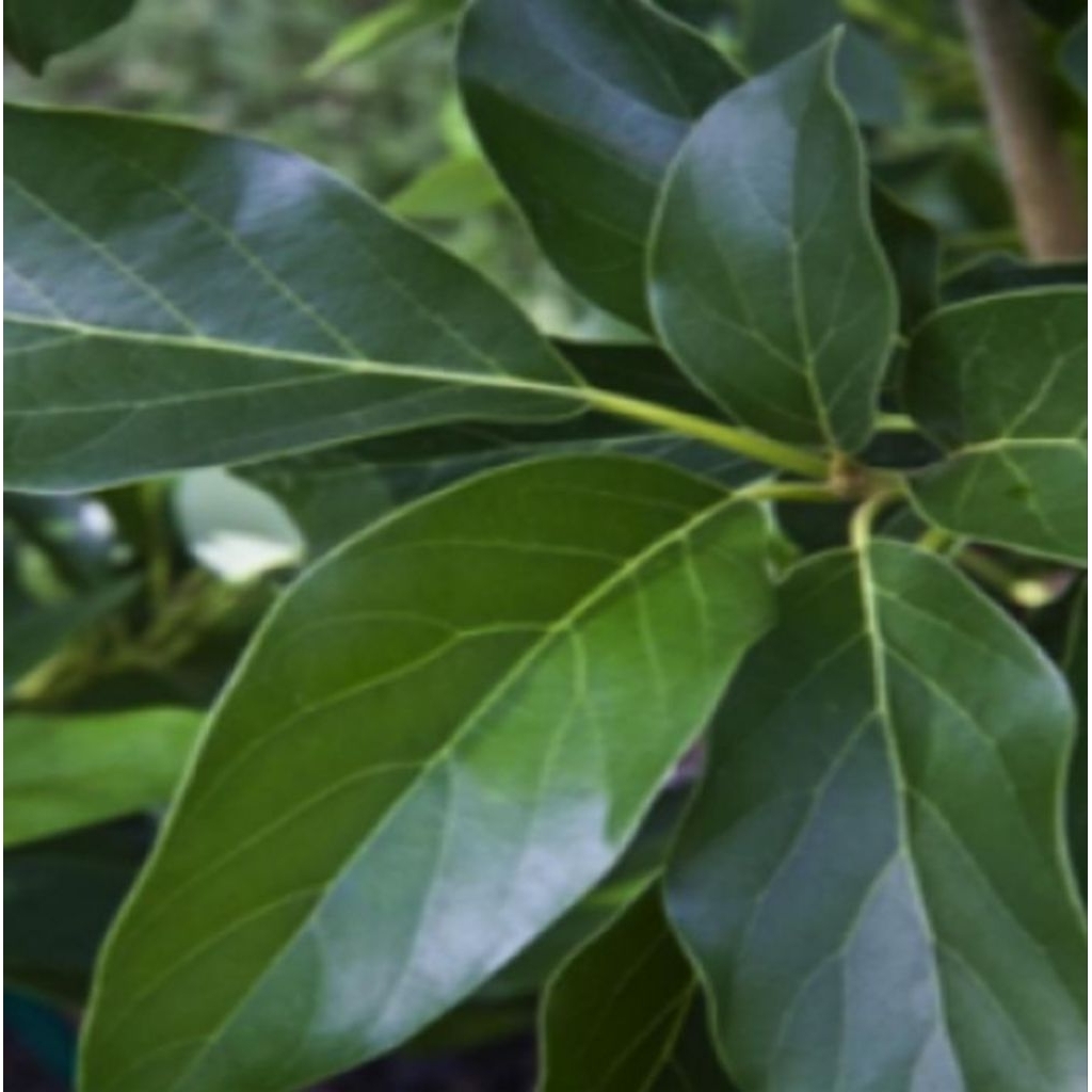 Daun Alpukat Segar