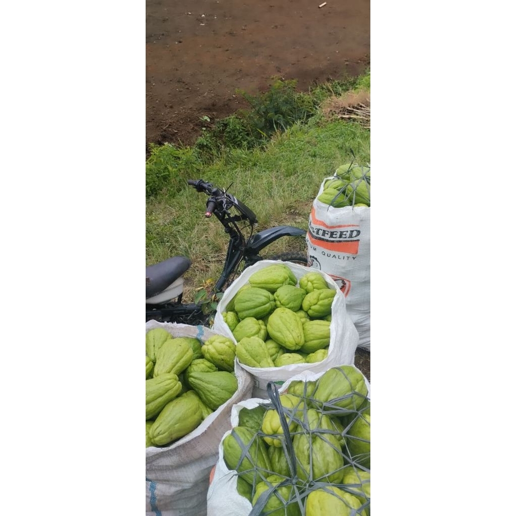 sayur labu siam