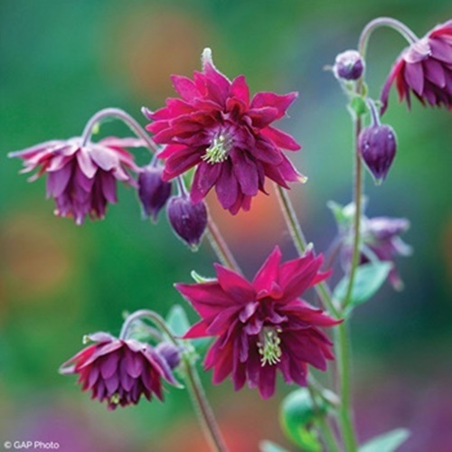 3 Benih Biji Bunga COLUMBINE Ruby Port