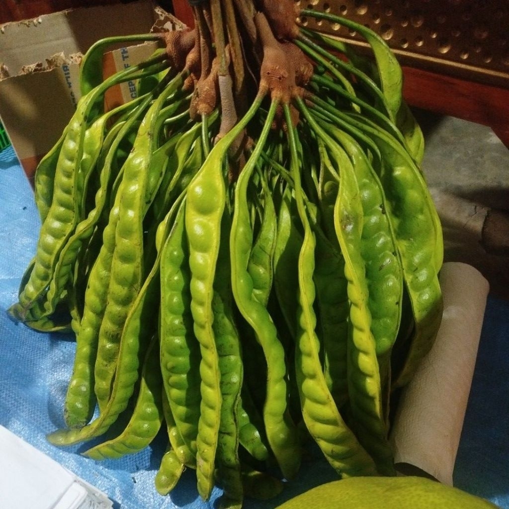 PETE SATU IKAT