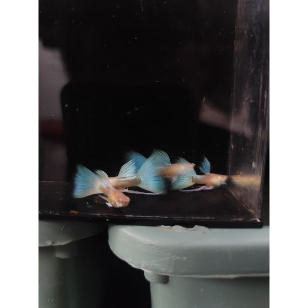 pelet sky blu ribbon