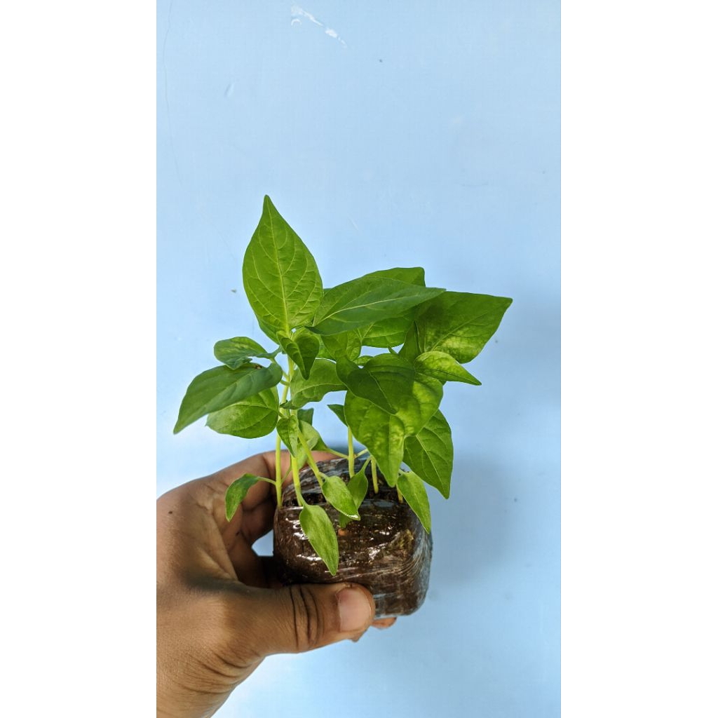 20 Bibit Cabe rawit siap tanam
