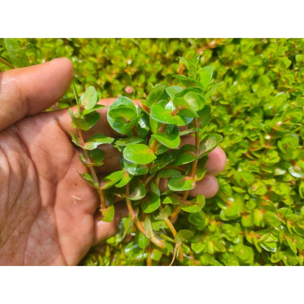 rotala macandra type 3/macandra green tanaman aquascape