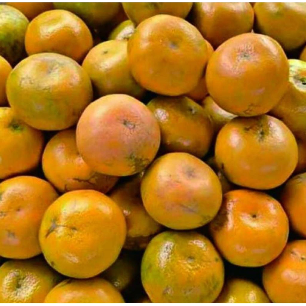 jeruk medan 1 kg