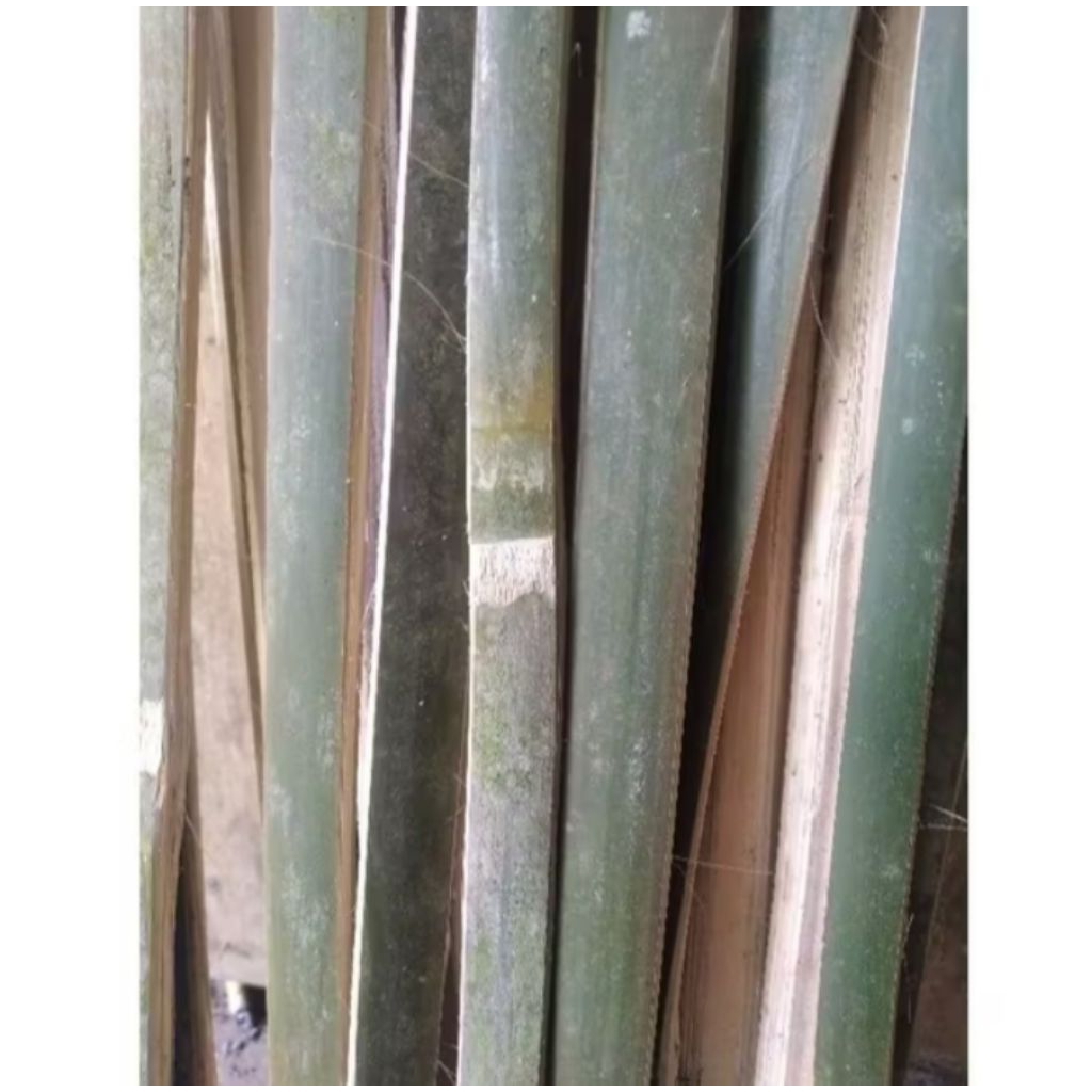 bambubelah 5pcs