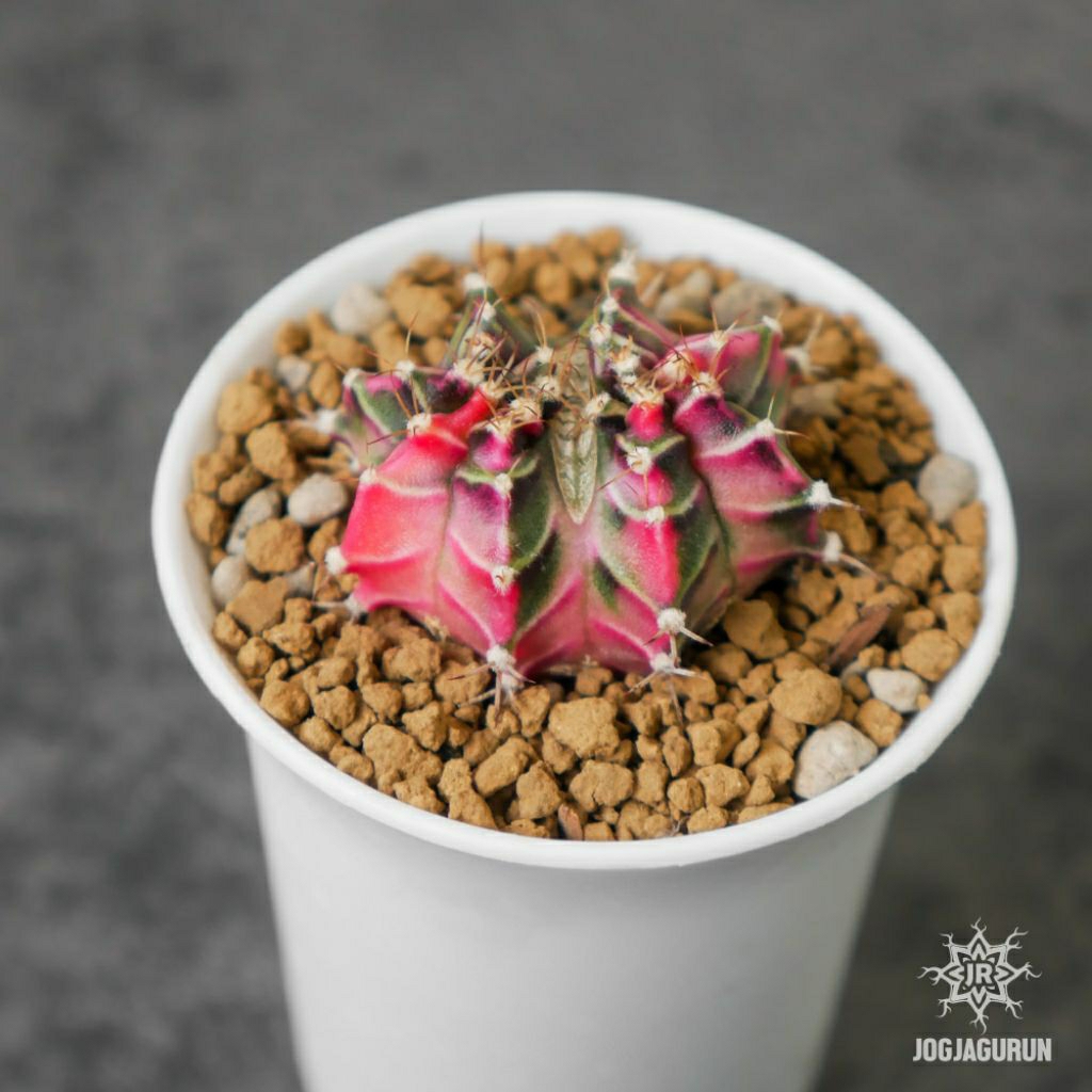 Kaktus Starfire Double Head Pot 5cm