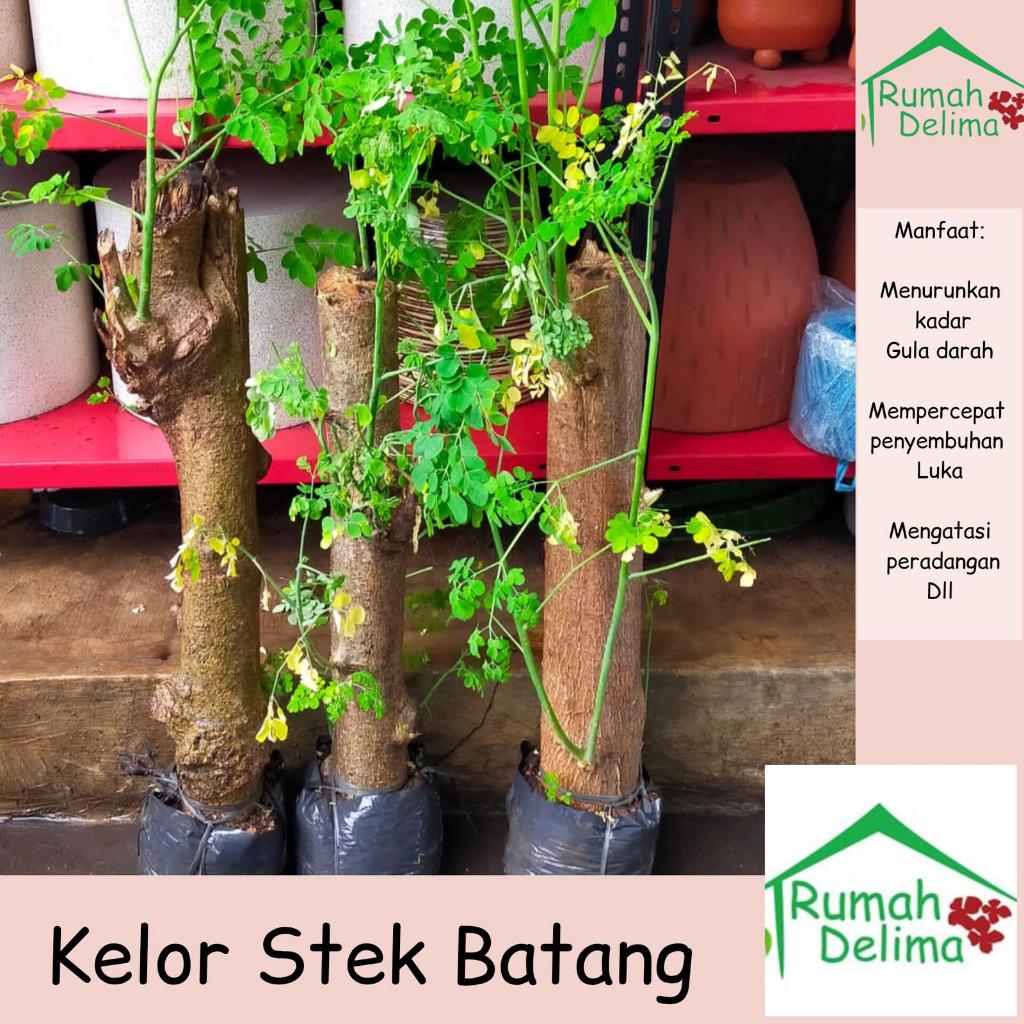 Tanaman kelor batang