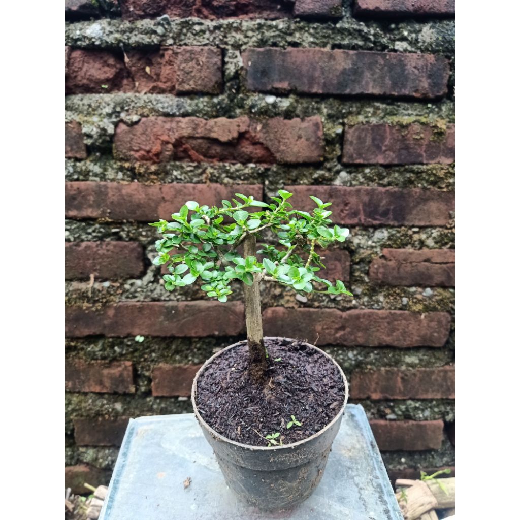 SANCANG MINI RIMBUN