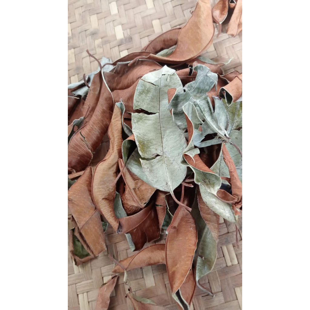 daun kepel kering