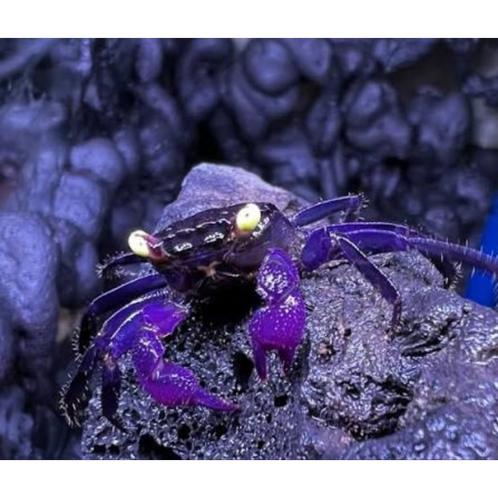 vampir crab aquascape
