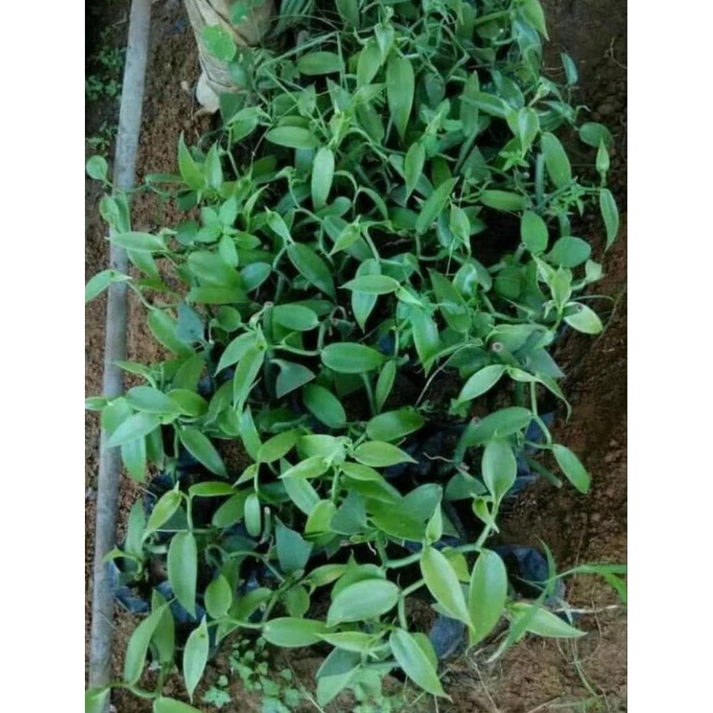 bibit vanili unggul 1 meter