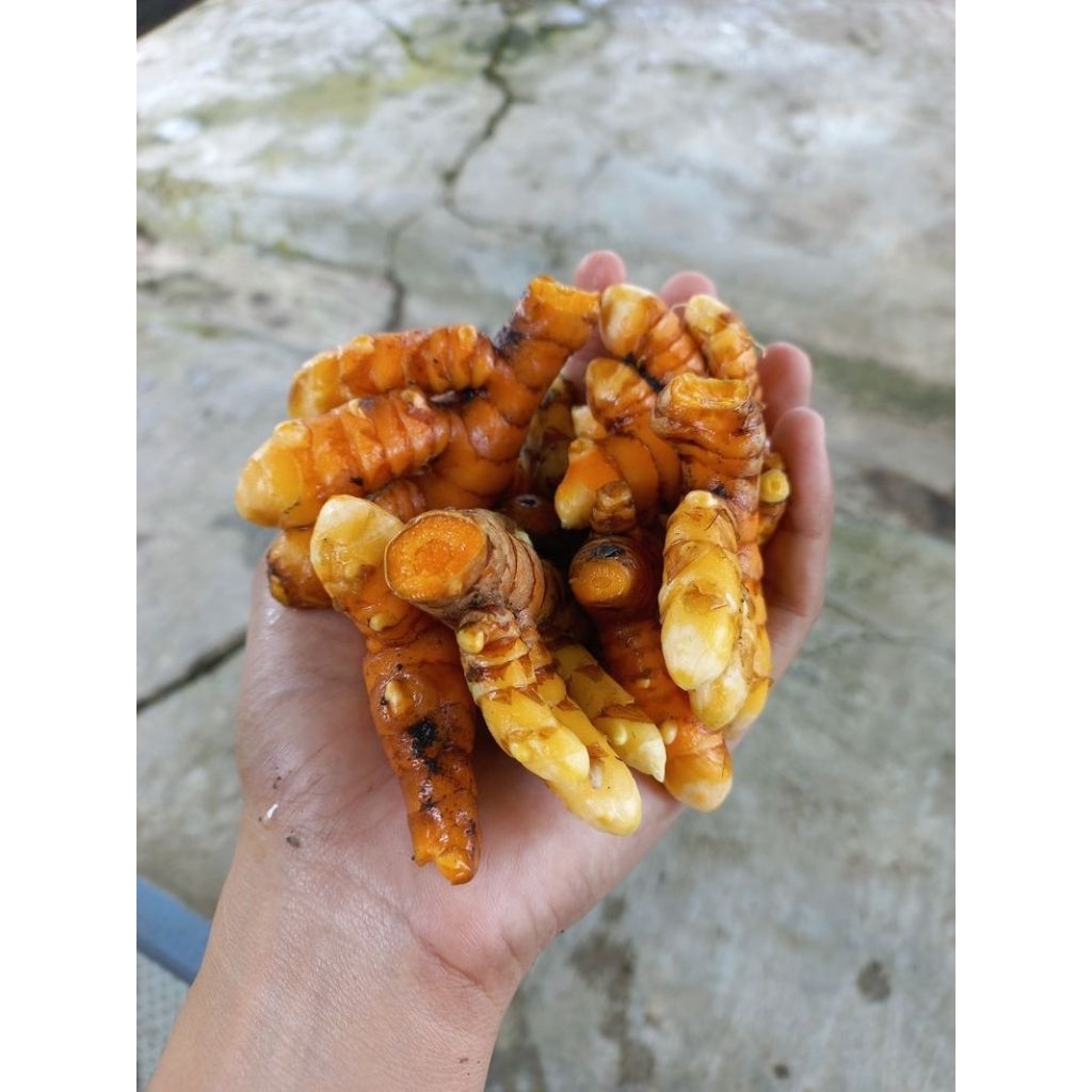 Kunyit, kualitas super
