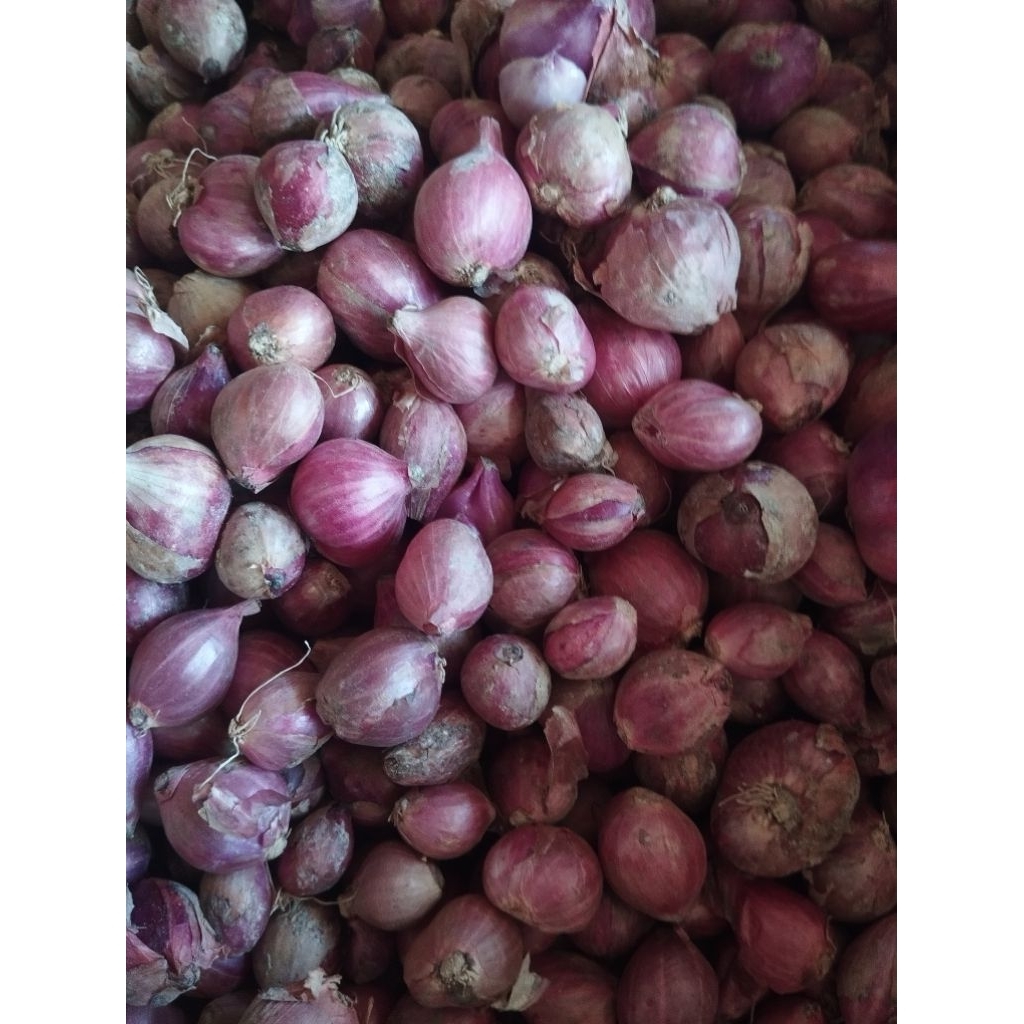 Bawang Merah Super