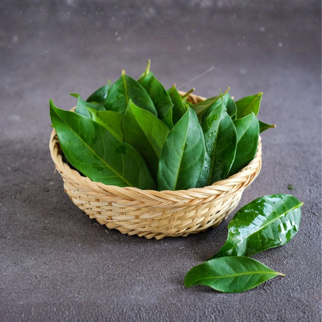 Daun Salam Segar