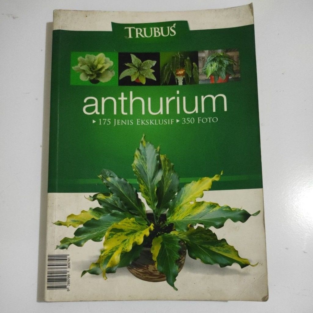 Buku anthurium - Original
