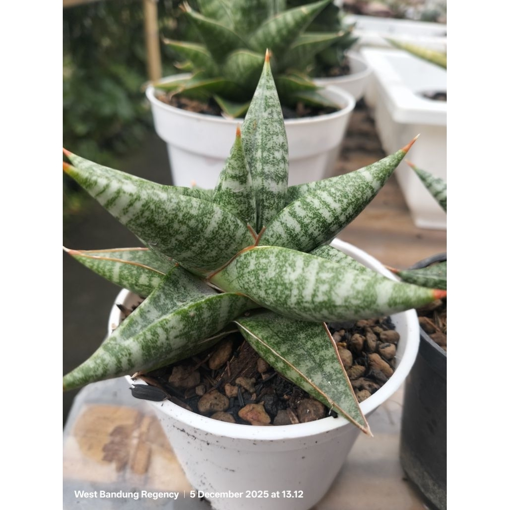 sansevieria hibrid 'senopati'