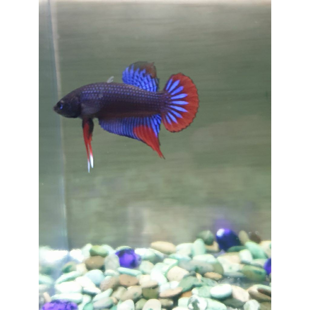 Wild Betta Imbellis Blue