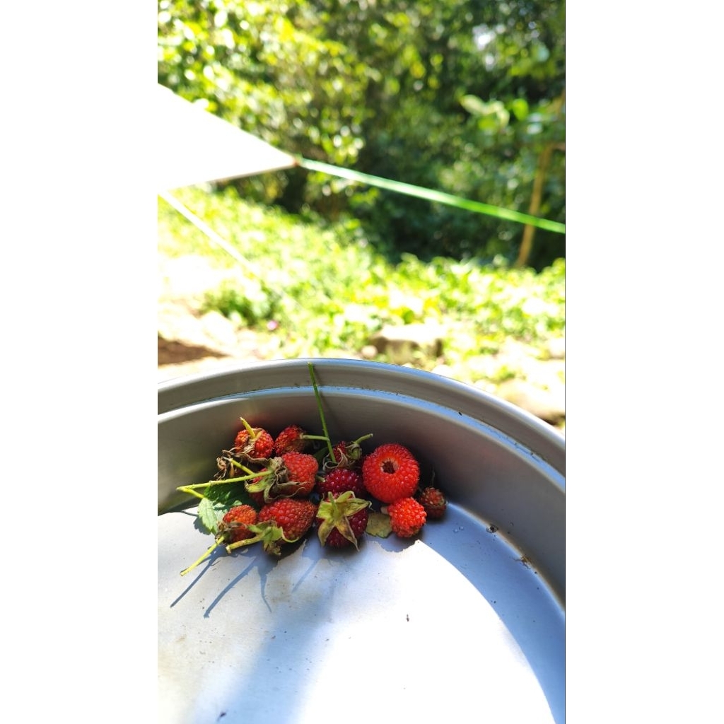 mulberry ungaran