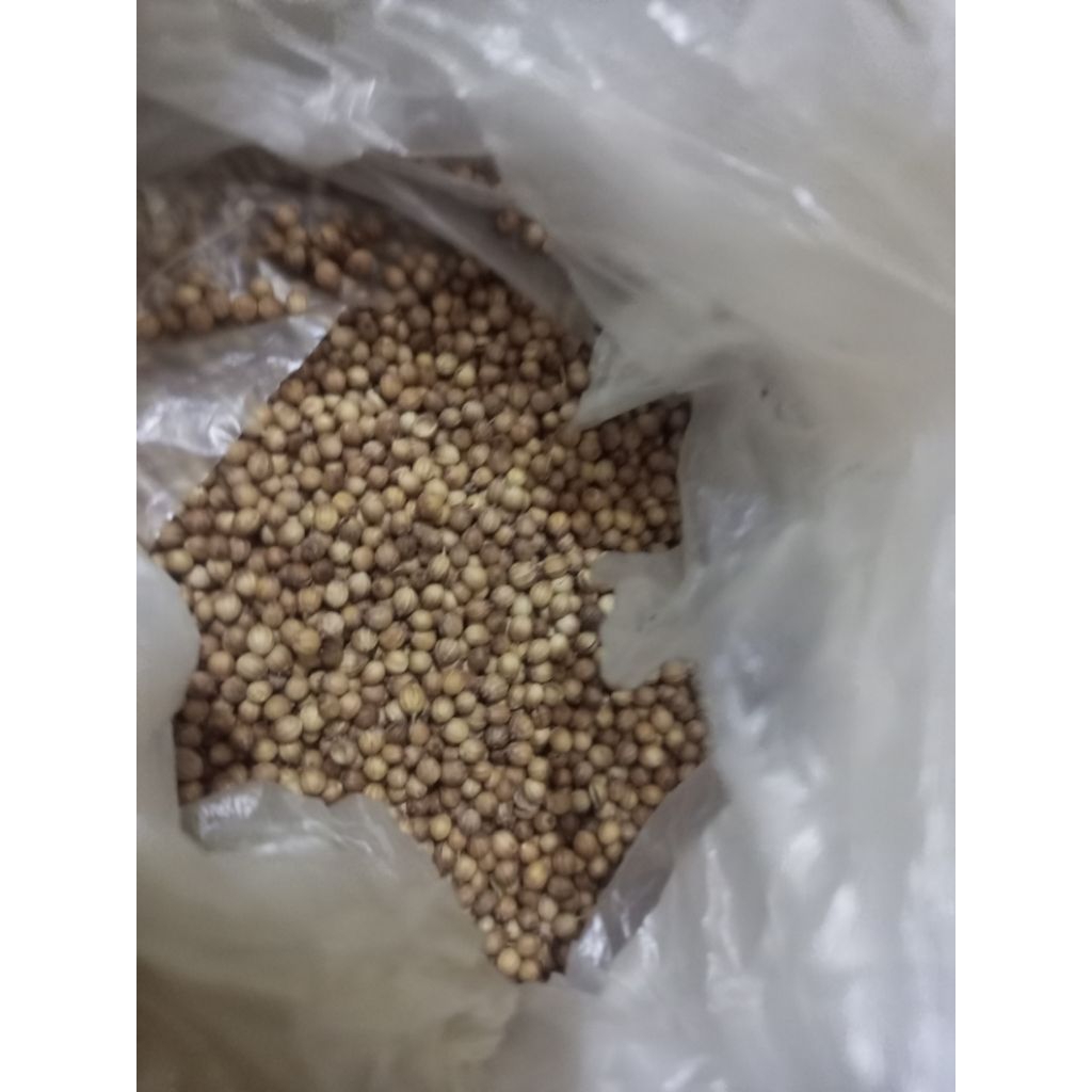 benih corriander/ketumbar/wansui repack