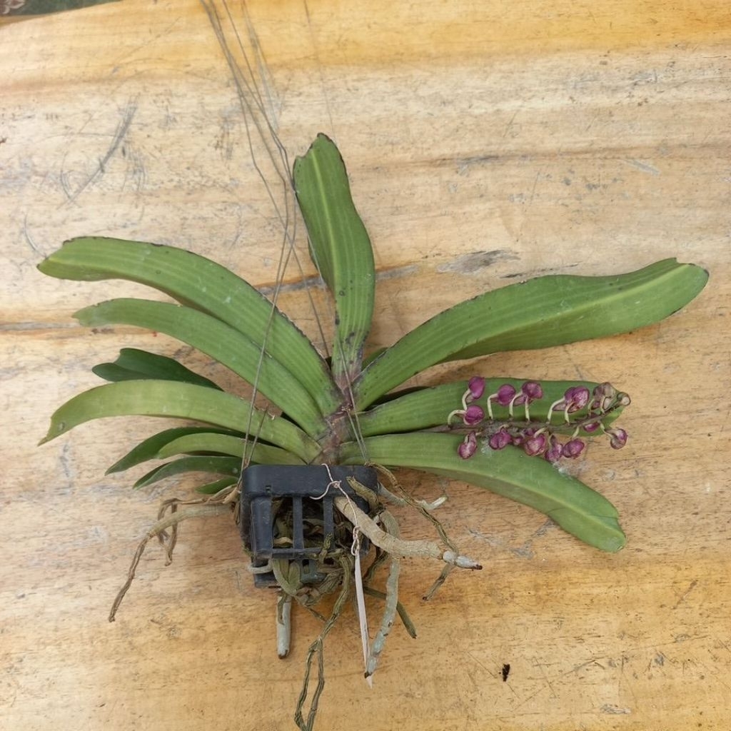 Anggrek Gigantea