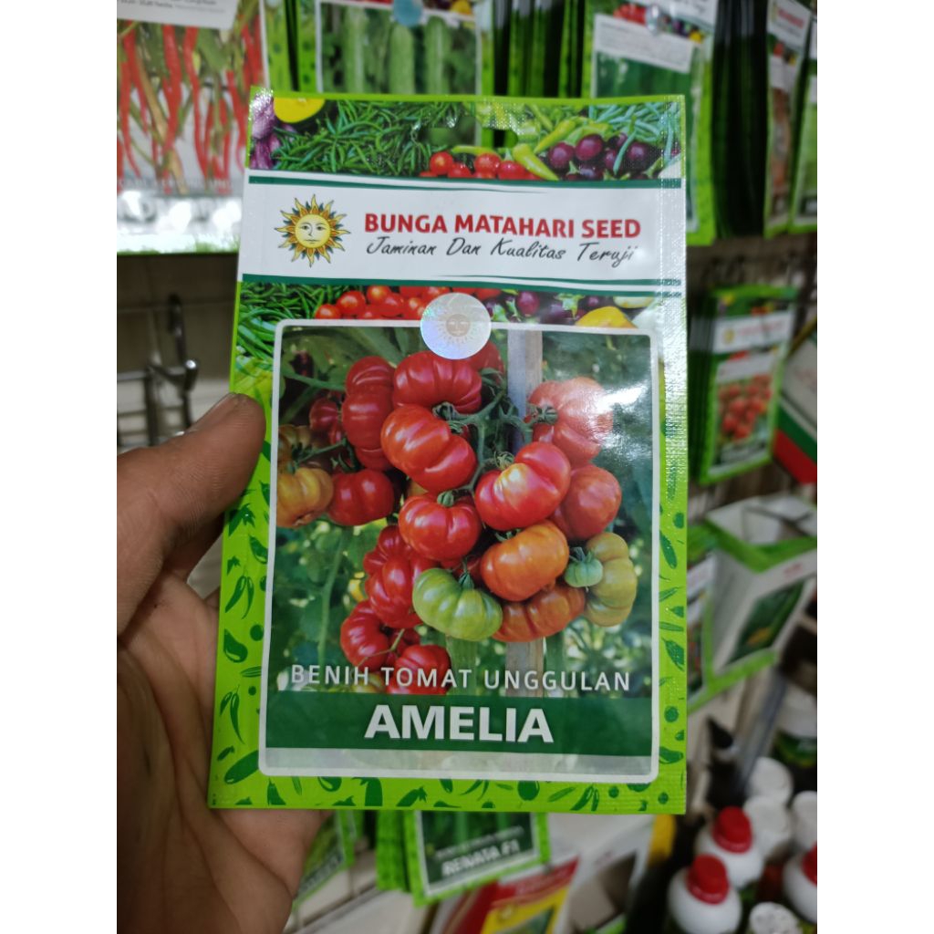 BENIH TOMAT AMELIA