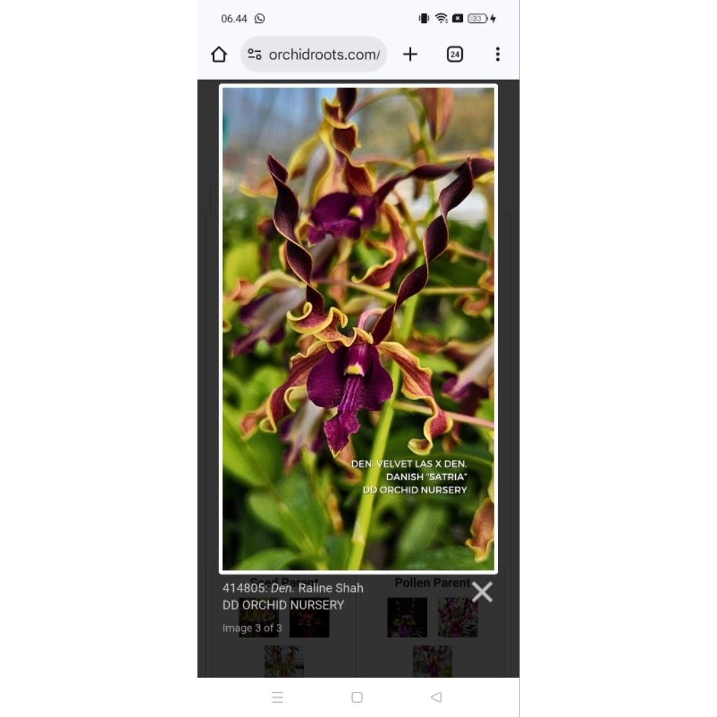 promo anggrek satuan
