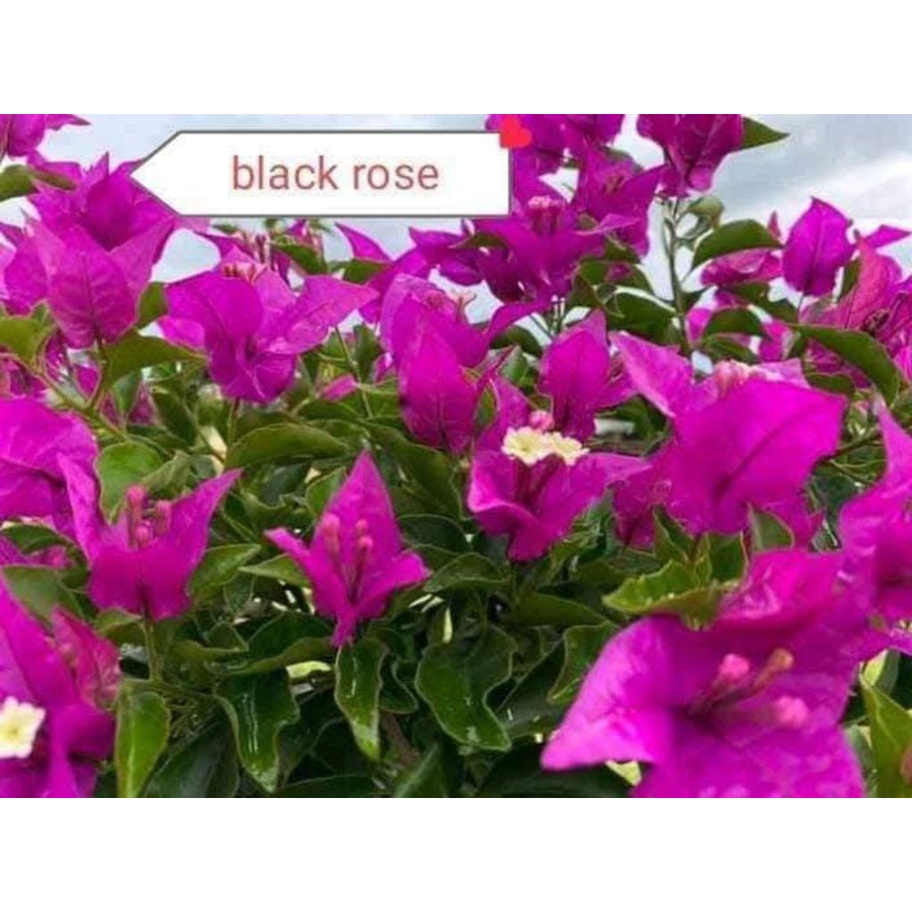 bogenvile black rose