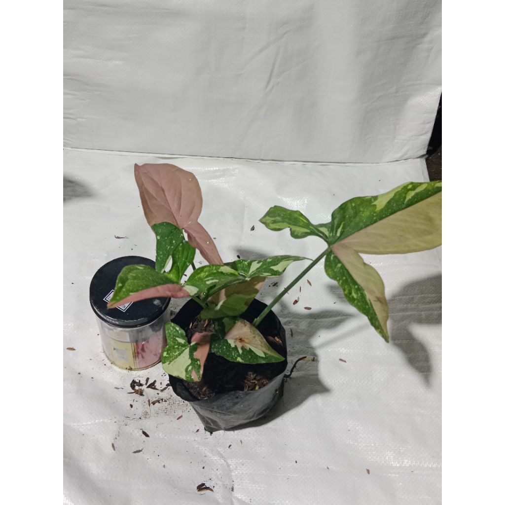 Singonium Spot Tricolor