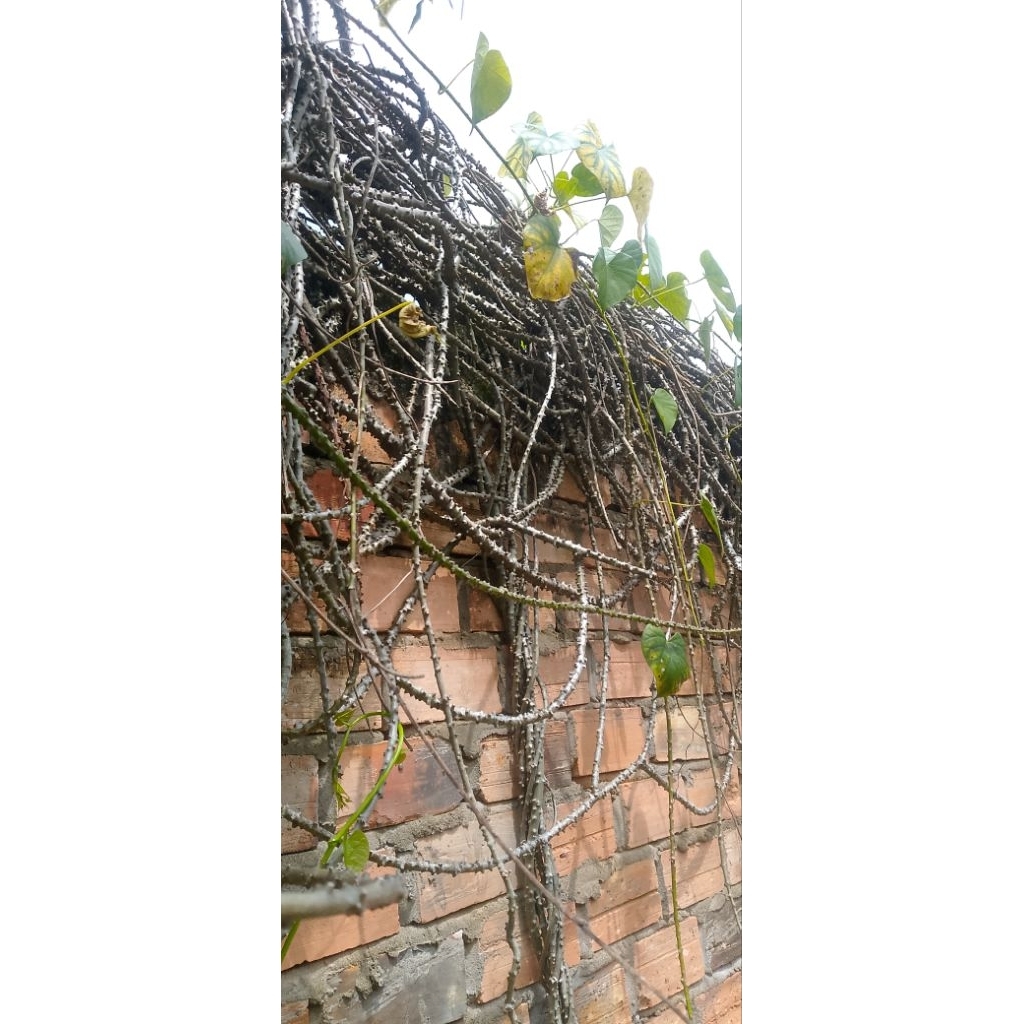 brotowali