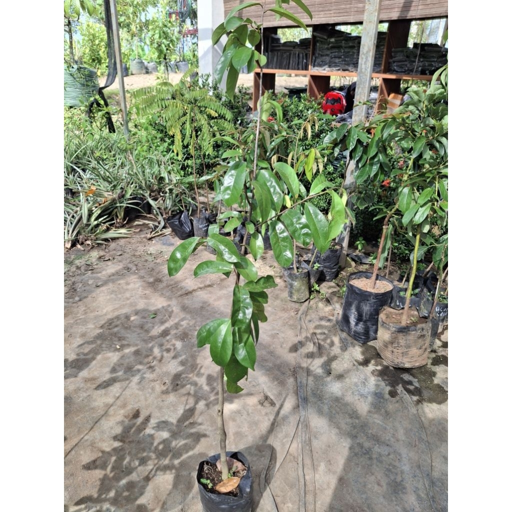 BIBIT SIRSAK ORI