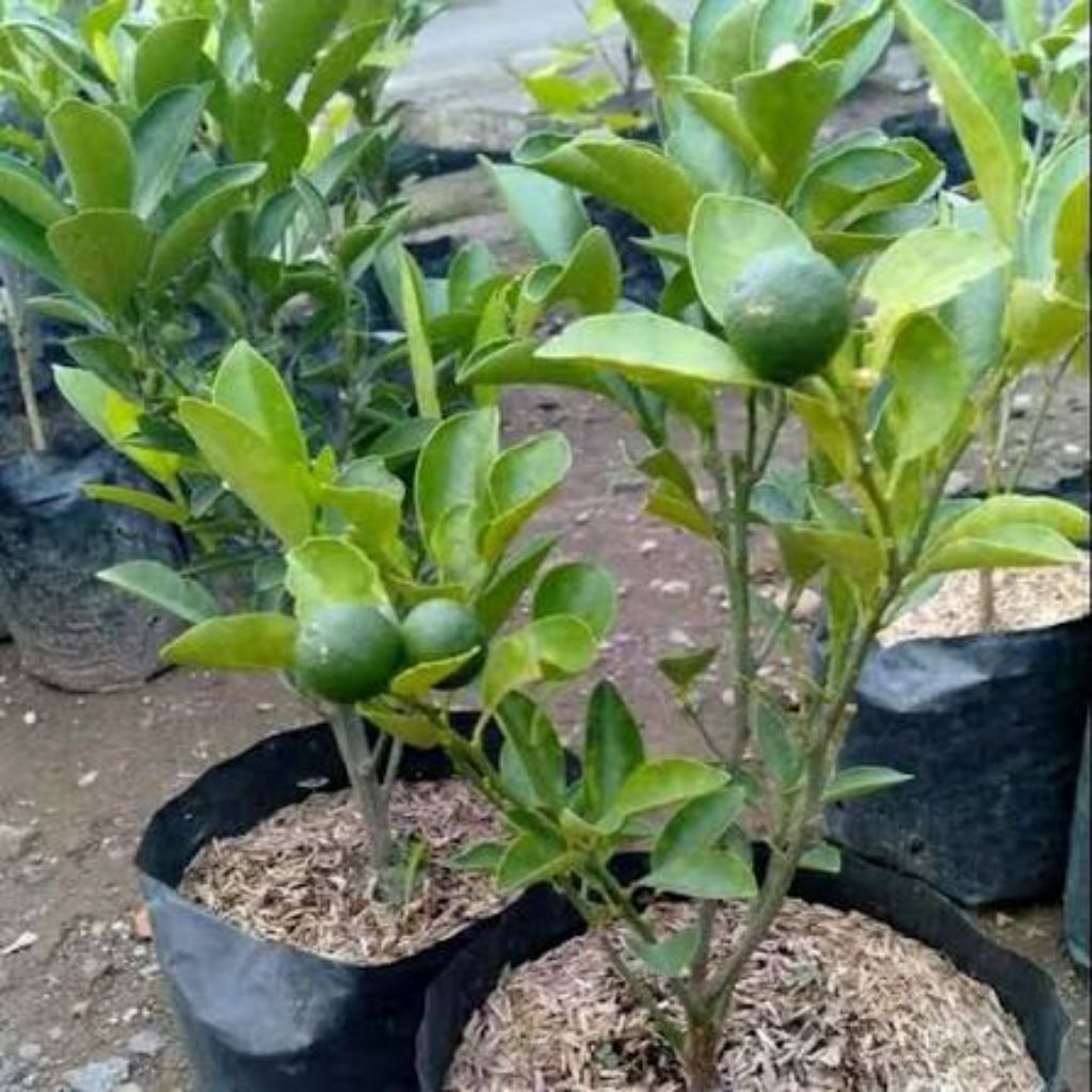 bibit jeruk nipis berbuah