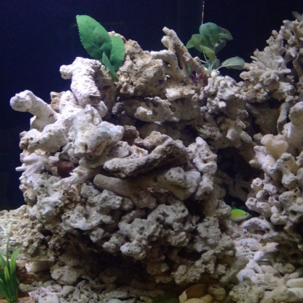 Karang Laut