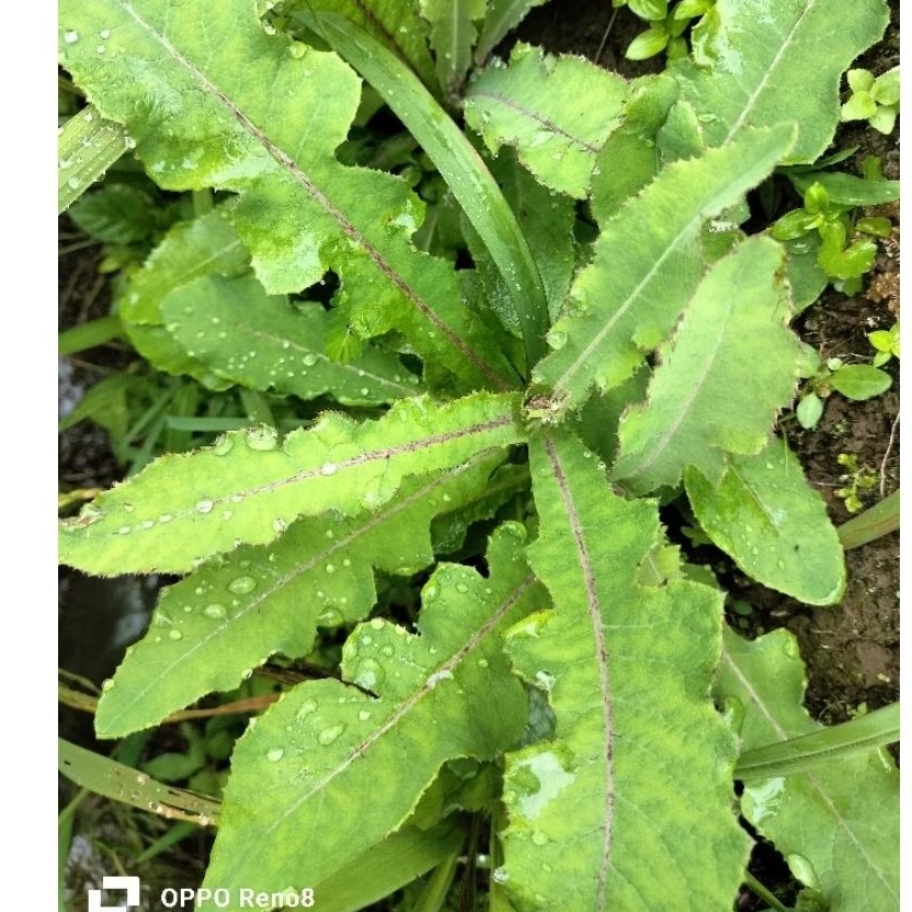 Daun Tempuyung Segar
