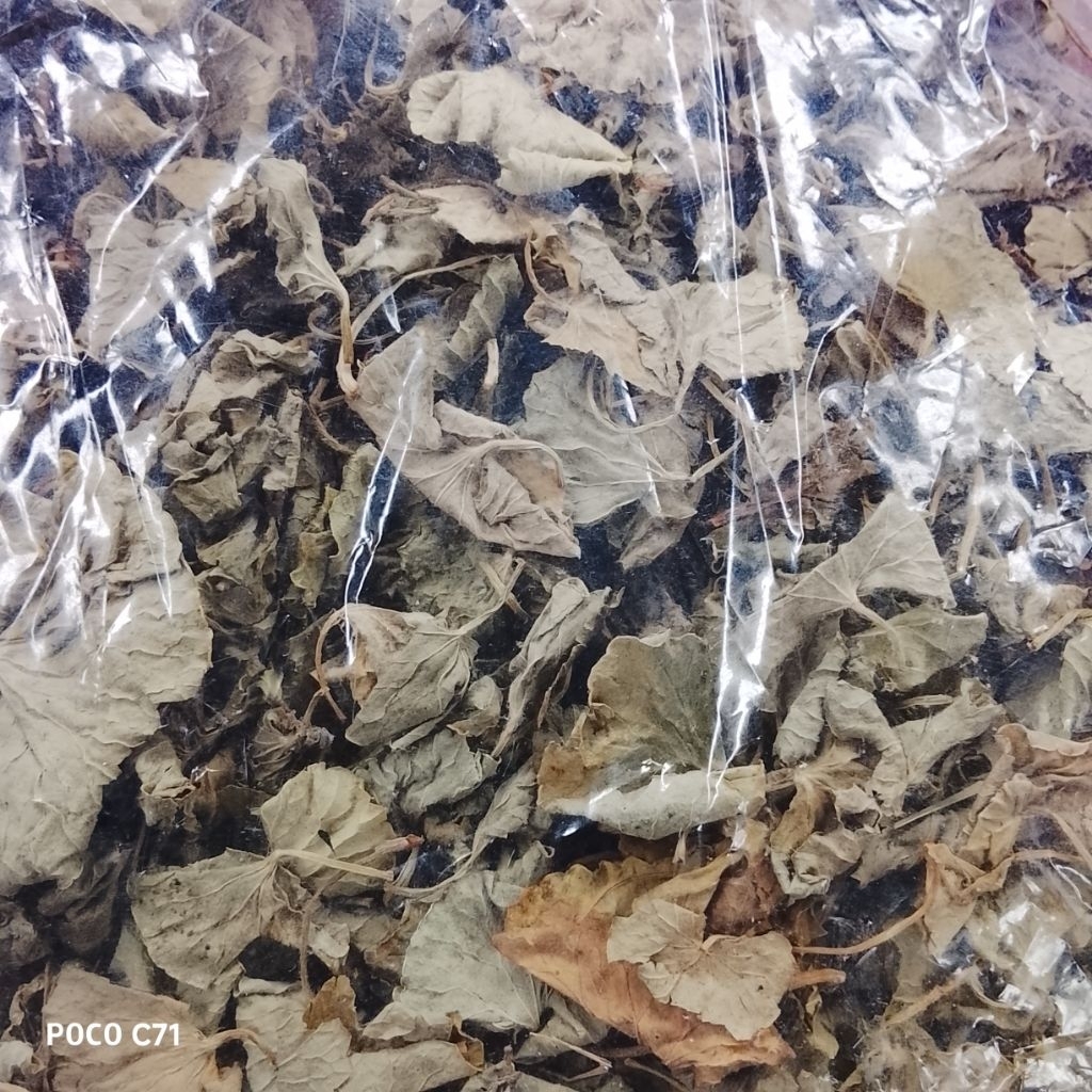 daun pegangan/antanan kering50g