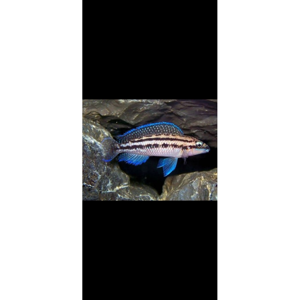 cichlid julidochromis dickfeldi
