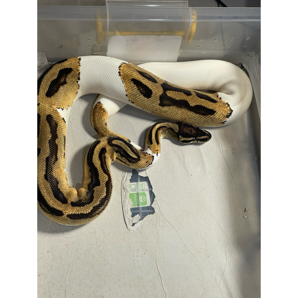 Ballpython Orange Dream Pied Male (Proven)