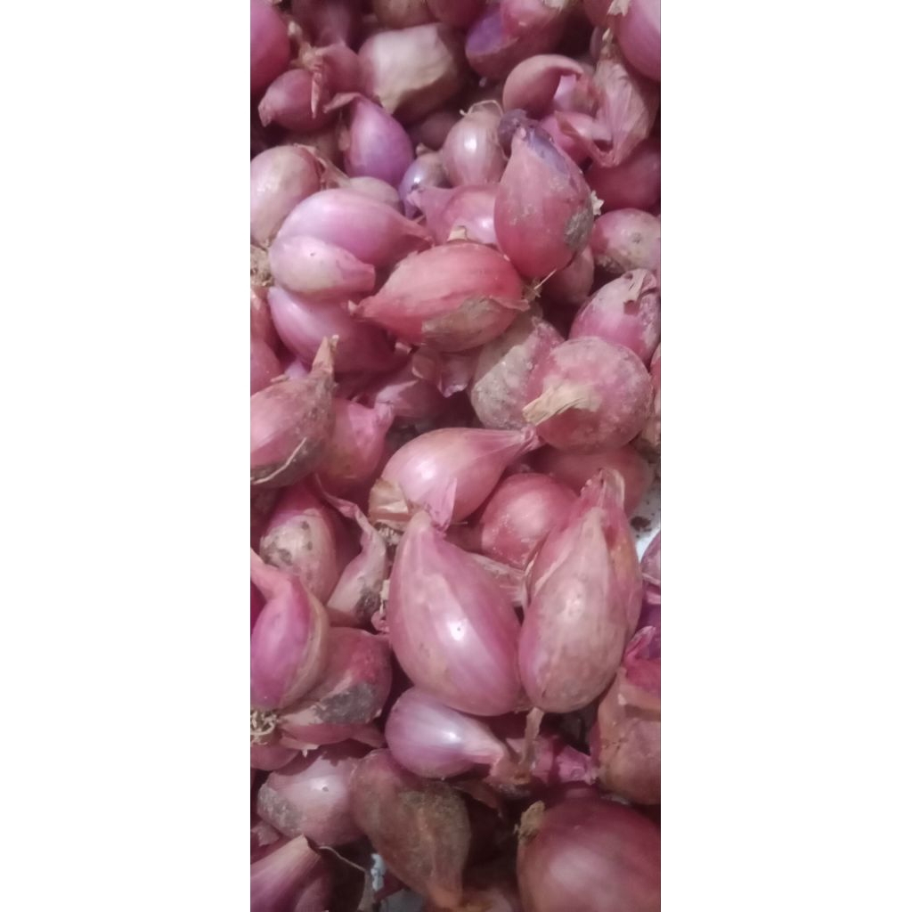 bawang merah