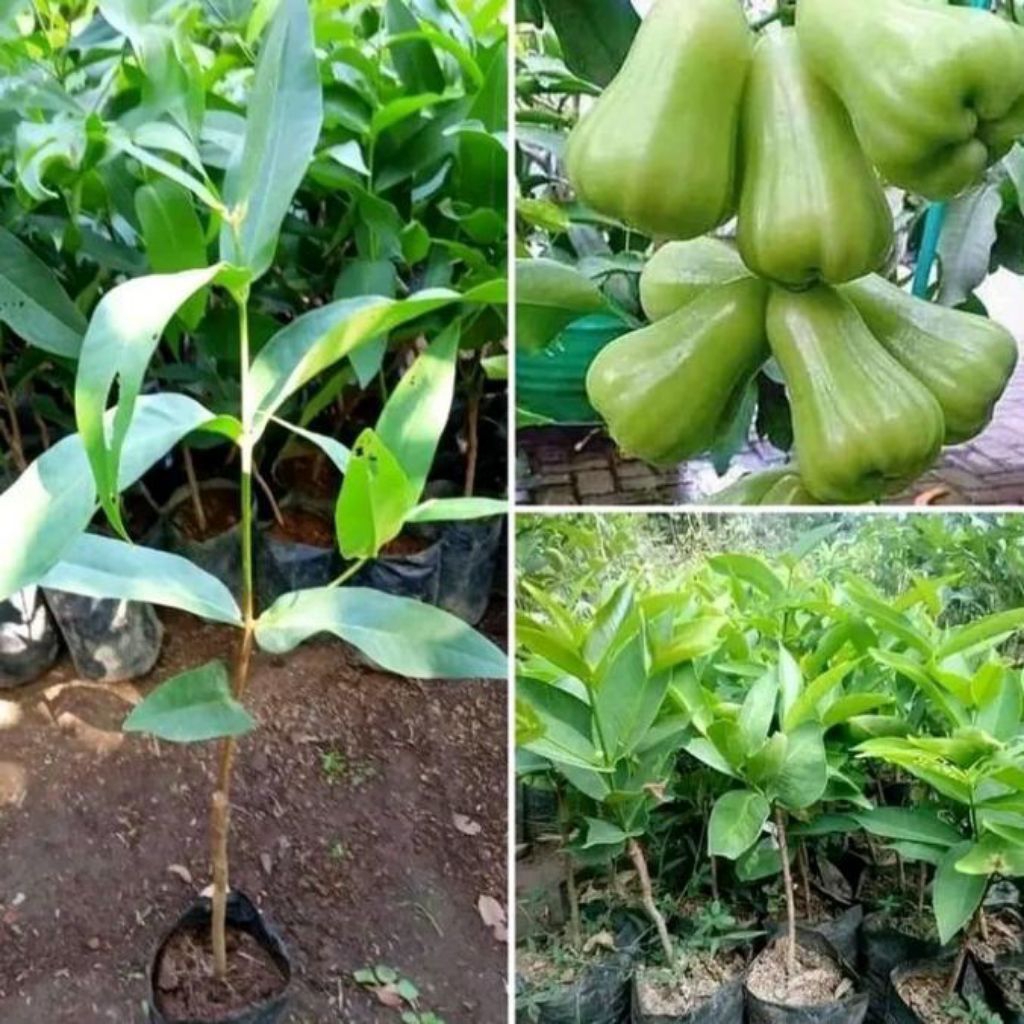 Bibit Jambu Air Green Ghiant