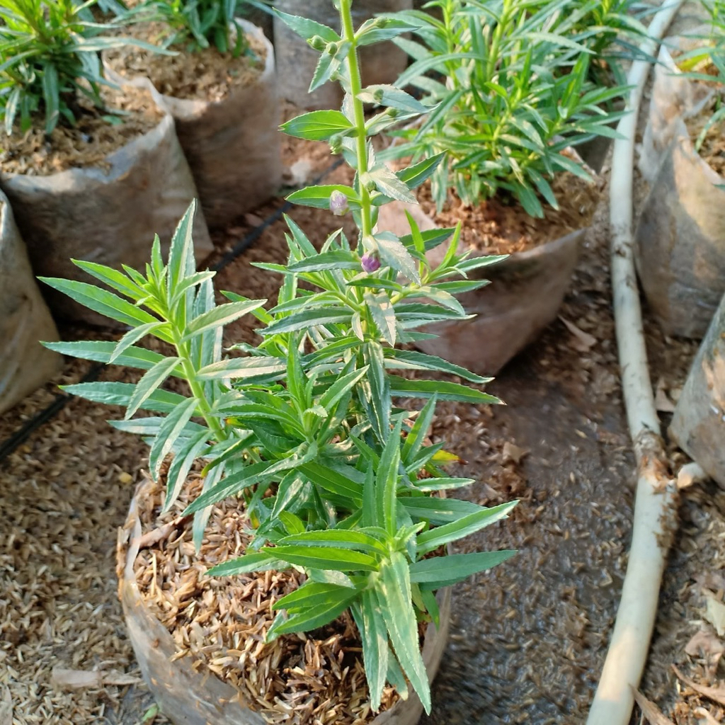 Tanaman Lavender