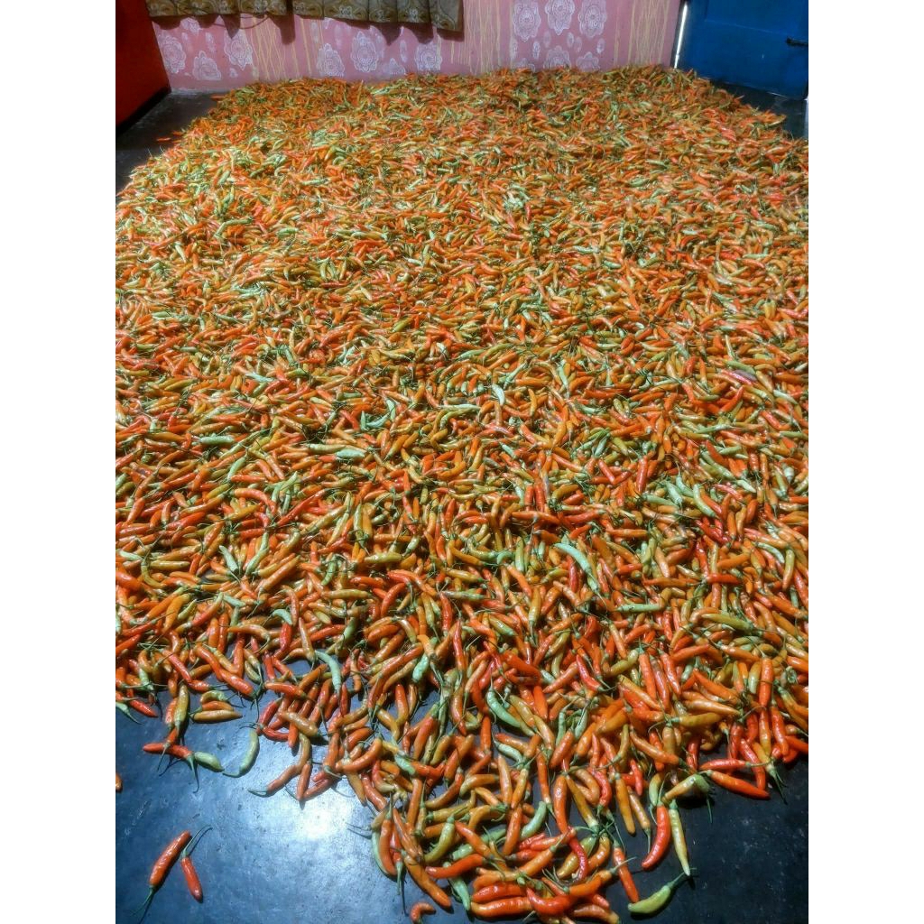 cabai setan fres