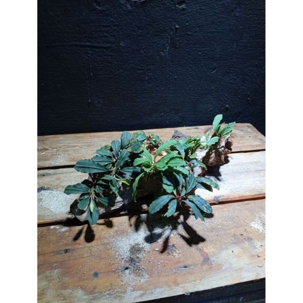 bucephalandra media kayu rentek