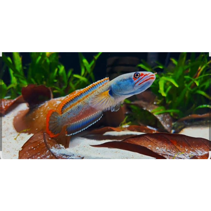 (COD)Fire and ice 3-5cm gondrong