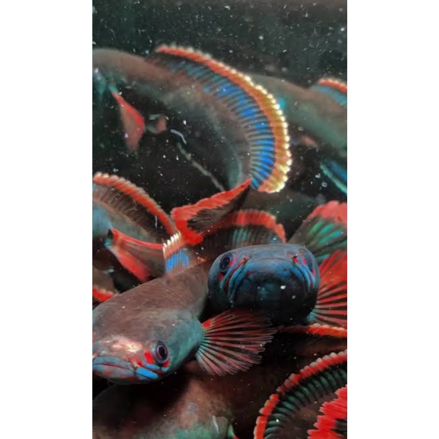 (COD)Fire and ice 3-5cm Singgel tank